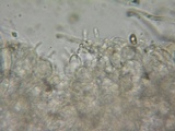 Hohenbuehelia petaloides image