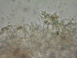 Hohenbuehelia petaloides image