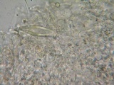 Hohenbuehelia petaloides image