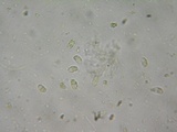 Hohenbuehelia petaloides image