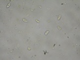 Hohenbuehelia petaloides image