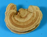 Steccherinum subrawakense image