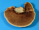 Steccherinum subrawakense image