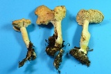 Hydnum mulsicolor image
