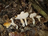 Hydnum mulsicolor image