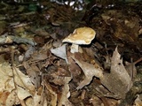 Hydnum mulsicolor image
