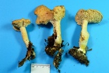 Hydnum mulsicolor image