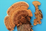 Steccherinum subrawakense image