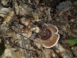 Steccherinum subrawakense image