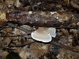 Steccherinum subrawakense image