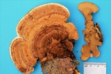 Steccherinum subrawakense image