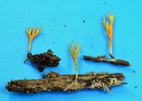 Ramariopsis crocea image