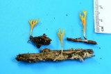 Ramariopsis crocea image