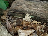 Ramaria fennica image