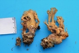 Ramaria fennica image