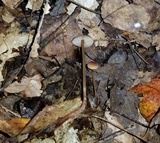 Mycena atkinsoniana image