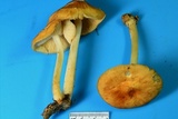 Marasmius strictipes image