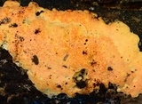 Hypomyces armeniacus image