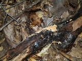 Hypomyces armeniacus image