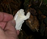 Pleurotus dryinus image
