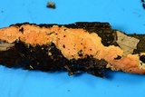Hypomyces armeniacus image