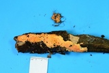 Hypomyces armeniacus image
