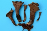 Craterellus fallax image