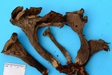 Craterellus fallax image
