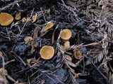 Geopyxis carbonaria image
