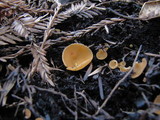 Geopyxis carbonaria image