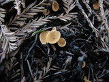 Geopyxis carbonaria image