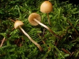 Galerina nigripes image