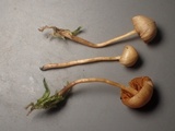 Galerina nigripes image