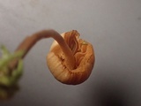 Galerina nigripes image