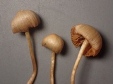 Galerina nigripes image