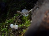 Collybia cookei image
