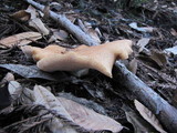 Polyporus tuberaster image