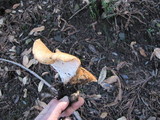 Polyporus tuberaster image