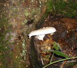 Pleurotus dryinus image