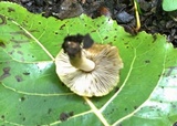 Inocybe squamata image