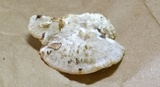 Tyromyces galactinus image