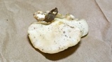 Tyromyces galactinus image