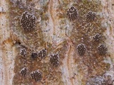 Glyphis cicatricosa image