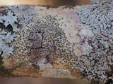 Pyrenula pseudobufonia image