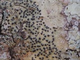 Pyrenula pseudobufonia image