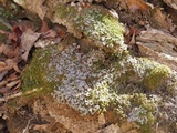 Peltigera praetextata image