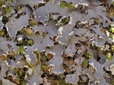 Peltigera praetextata image