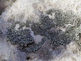 Phaeophyscia ciliata image