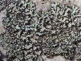 Phaeophyscia ciliata image