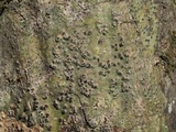 Pyrenula leucostoma image